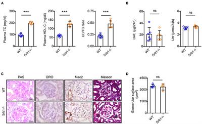 Lipoprotein Glomerulopathy-Like Lesions in Atherosclerotic Mice Defected With HDL Receptor SR-B1